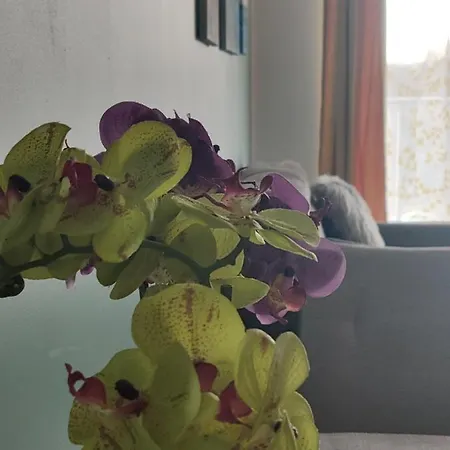 Domar فروتسواف